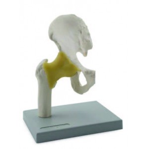 Human muscled hip joint  model